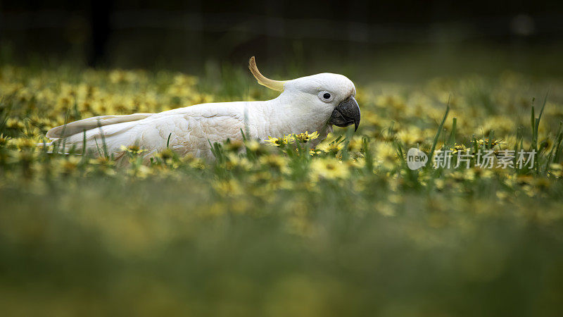 凤头鹦鹉(Cacatua galerita)